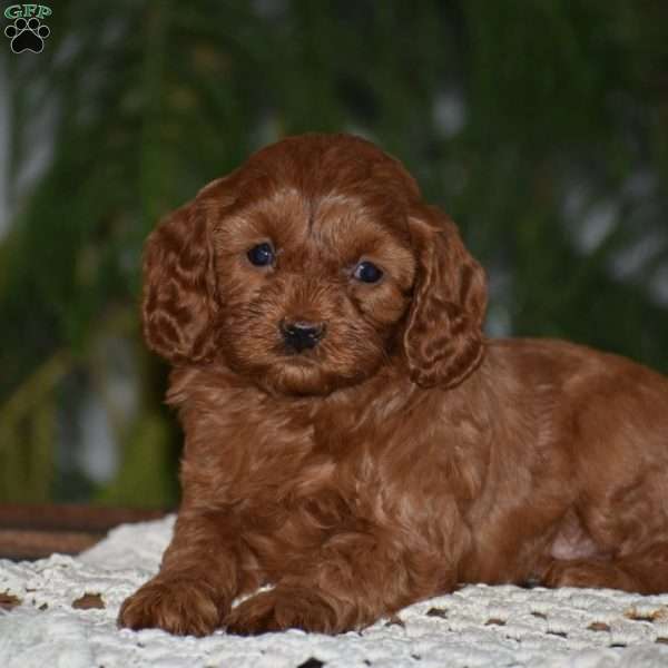Macy, Cavapoo Puppy